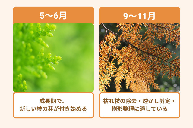 ヒバの剪定に適した時期は、5~6月と、9~10月です。