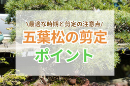 五葉松の剪定ポイント|形を保ち健康に育てるために