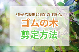 ゴムの木の剪定方法|大きくなりすぎた枝を整えるコツ