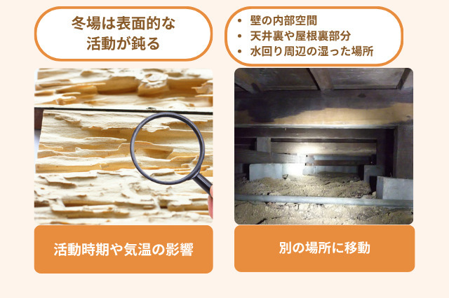 シロアリがいなくなったと感じる理由は、季節が変わり活動が不活発になったことと、活動場所を移動したことが原因かもしれません