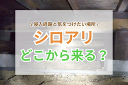 シロアリはどこから来る？侵入経路と気をつけたい場所