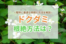 ドクダミ駆除の最適時期と根絶方法|地下茎まで枯らす対策や予防策とは