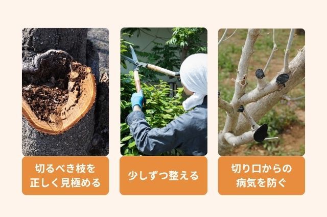 上手に剪定するためのコツ 切るべき枝を正しく見極める 切り口からの病気を防ぐ 少しずつ整える