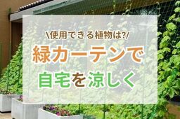 自宅を涼しく♡緑のカーテンがある風景とその効果