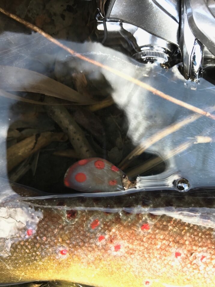 41ブラウン脂鰭