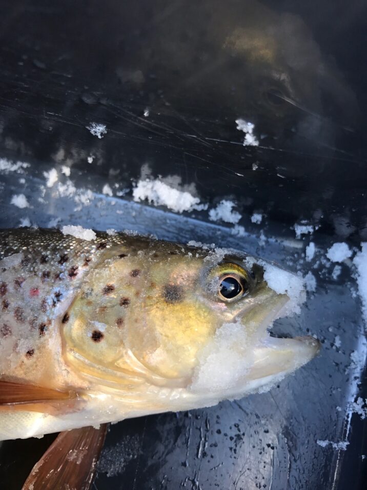 Broun Trout