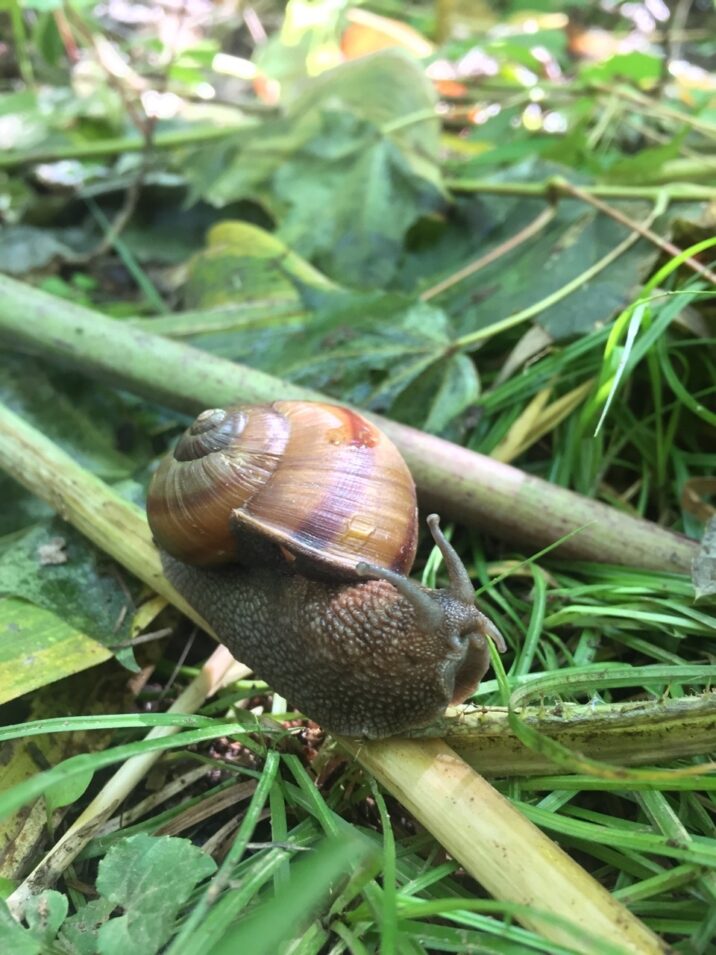 かたつむり
