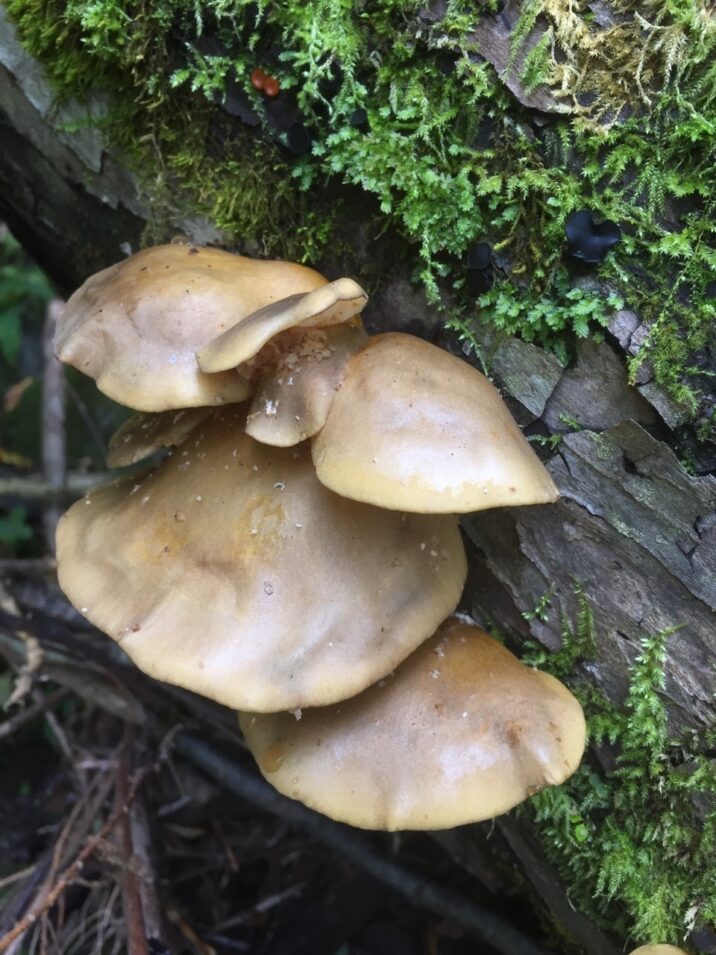 キノコ