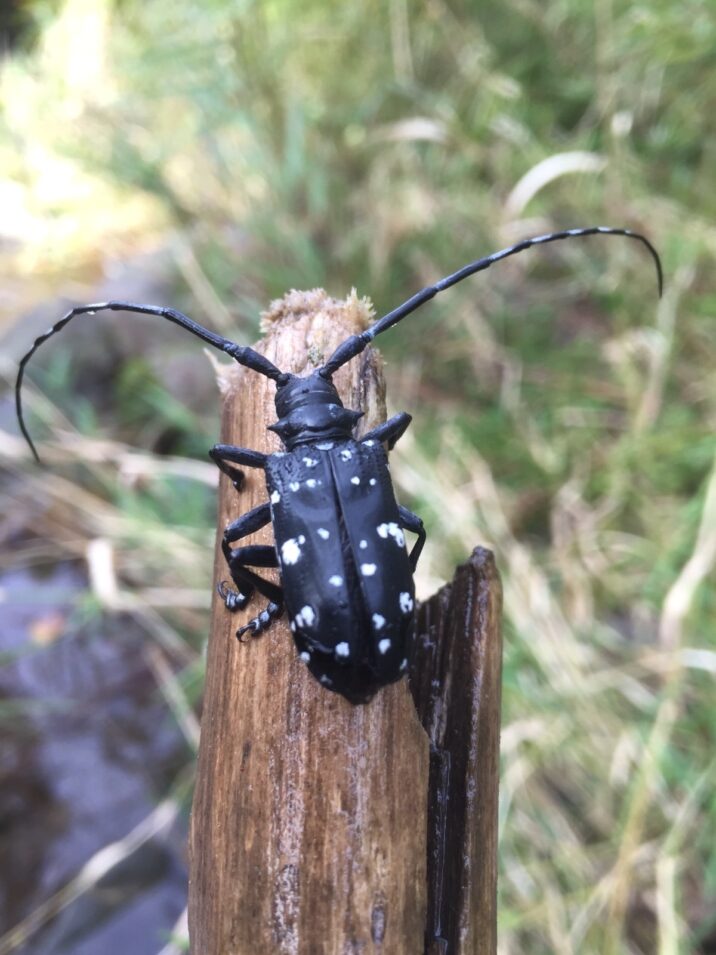 謎の昆虫