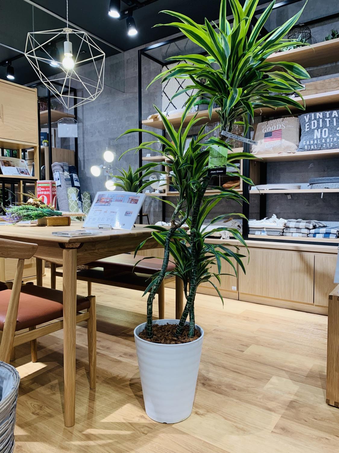 植物と暮らしてみませんか ホームズ Kite Mite Matsudo店
