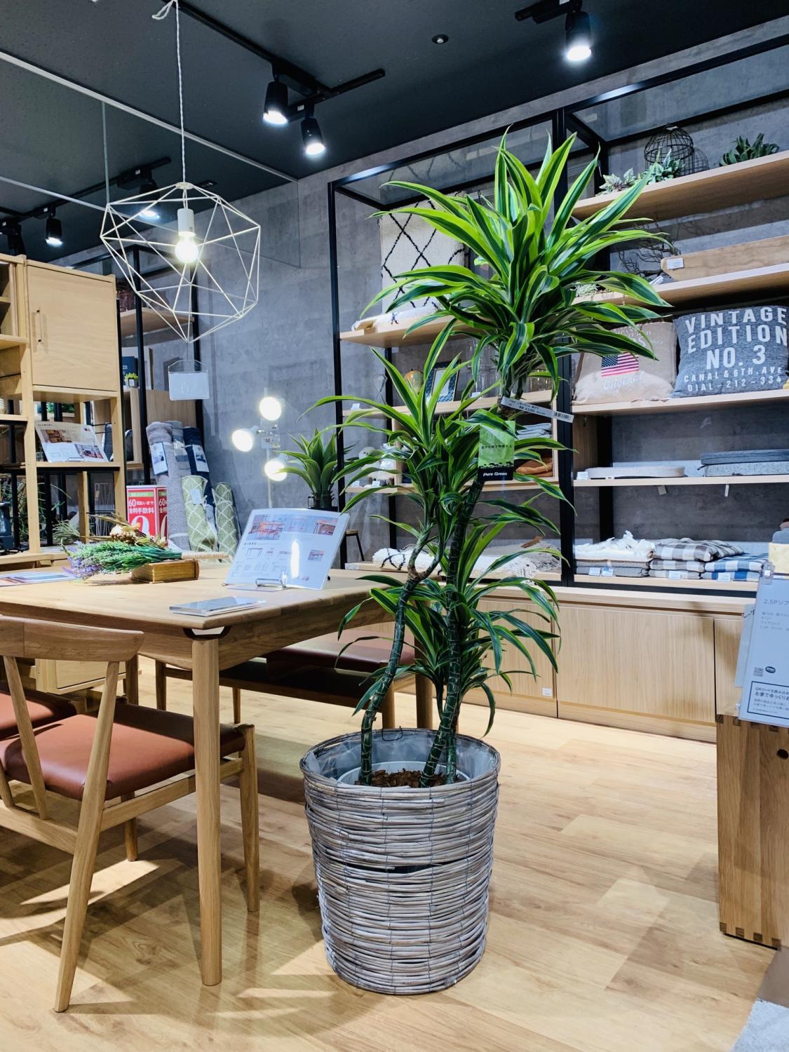 植物と暮らしてみませんか ホームズ Kite Mite Matsudo店