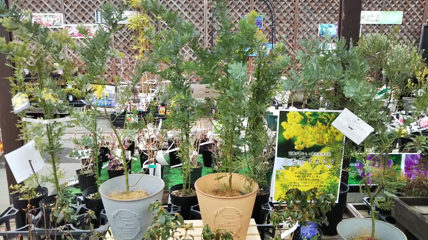 桜 梅など花木が入荷しました 島忠 荏田店