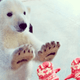札幌市円山動物園はお正月の三が日が無料開放！？冬もイベントが満載！