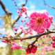 まもなく開花！2015年神奈川県内の梅の花の名所と梅まつり情報