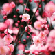 今年ももうすぐ梅の花が開花！大阪でおすすめな観梅スポット４選