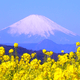 ドラマのロケ地で遊ぼう！菜の花が見ごろの吾妻山公園｜神奈川二宮町