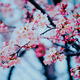 ひと足お先に！神奈川県の子連れでお花見をしたい桜の名所10選
