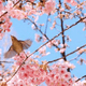大阪のお花見名所10選｜もうすぐ見頃！楽しいお祭りもおすすめ！