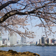 東京｜隅田川&月島へお花見散歩へおでかけ｜家族で桜を大満喫！