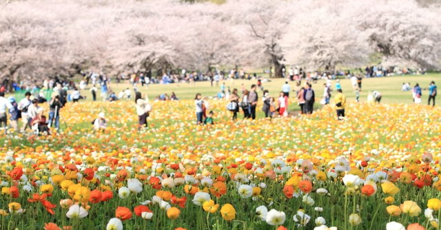 花の季節到来 関東の花畑４選 この春のおでかけにおすすめ Cozre コズレ 子育てマガジン