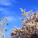関東の桜スポット３選｜花見もアトラクションも楽しめる！
