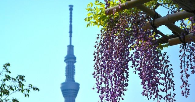 東京の藤の名所４選 Gwのお出かけにも 藤の観賞シーズン到来 Cozre コズレ 子育てマガジン