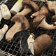 千葉で新鮮しいたけを堪能！キノコ狩りからBBQまで楽しもう