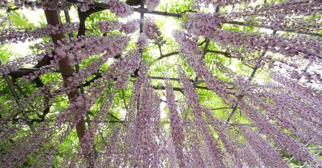 宮城県もまもなく藤の花の観賞シーズン 県内で見に行くべき名所４選 Cozre コズレ 子育てマガジン