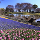 四季を感じる！子連れで楽しい、静岡県のおすすめ植物園 4選