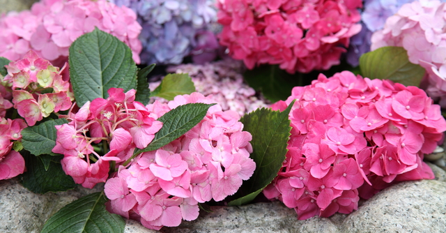 梅雨空に映えるあじさい 家族で行きたいあじさいの名所4選 静岡県 Cozre コズレ 子育てマガジン