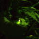 初夏の夜に幻想的に舞う！自然たっぷり蛍の鑑賞イベント3選｜千葉県