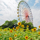 外遊びに最適！ひたち海浜公園のおすすめポイント｜茨城