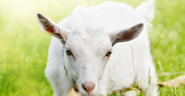 のんびりと動物に触れ合える 子どもと行きたい愛知県の牧場4選 Cozre コズレ 子育てマガジン
