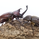 カブトムシを見たい！広島のおすすめ昆虫観察スポット3選