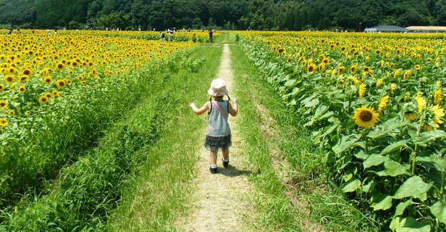 長野県にあるひまわり畑は地元の方にも人気 家族で訪れたい名所3選 Cozre コズレ 子育てマガジン