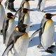 喜ばれること間違いなし！旭山動物園のお土産3選｜北海道