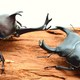 夏休み限定イベント！世界のカブトムシとクワガタムシ展｜大阪府