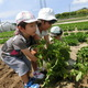 土に触れ、秋の味覚を手に入れよう！芋掘りスポット4選｜埼玉県