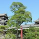 熊本県に行ったら！子どもにもおすすめのご当地お土産3選