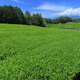 特選！食べておいしい・もらって嬉しいご当地お土産3選｜静岡県