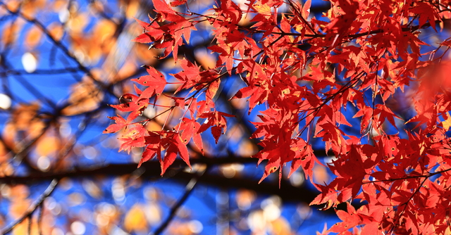箱根周辺で紅葉をみながら温泉でまったり おすすめ施設4選 神奈川県 Cozre コズレ 子育てマガジン