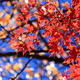 箱根周辺で紅葉をみながら温泉でまったり。おすすめ施設4選｜神奈川県