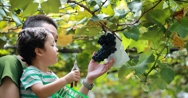 この秋子どもと行きたい ぶどう狩りできる愛知県おすすめ果園3選 Cozre コズレ 子育てマガジン