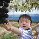 子連れで楽しめる！甘くておいしいぶどう狩りスポット3選｜埼玉県