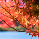 秋といえば紅葉！新潟県内で子どもと楽しめる名所３選