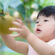 今しかできない体験をしよう！神奈川県の子連れにおすすめ梨狩りスポット３選
