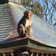 「日光さる軍団」～劇場に会いに行こう！栃木県 日光市～
