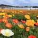 ポピーの里 館山ファミリーパークでお花、手作り体験、釣りも｜千葉県