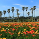 白浜フラワーパークでアウトドアを満喫！花摘みやキャンプも｜千葉県