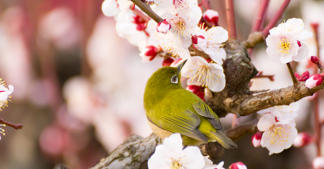 神奈川県は梅の花がそろそろ見頃 おすすめの名所3選 Cozre コズレ 子育てマガジン